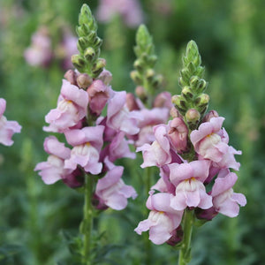 Snapdragon 'Lavender'