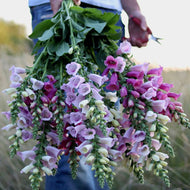 Foxglove 'Camelot Mix'