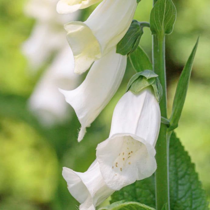 Foxglove 'Alba'