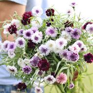 Bachelor's Button 'Classic Magic'