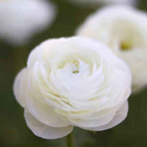 Italian Ranunculus 'Bianco'