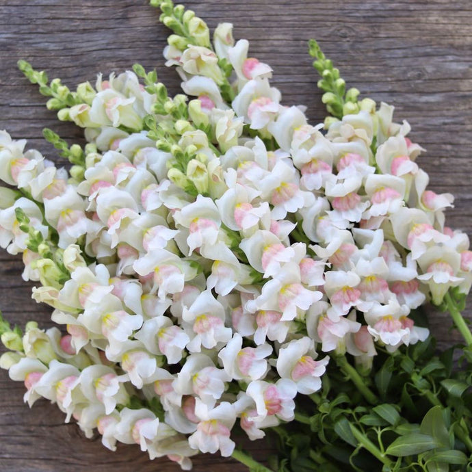 Snapdragon 'Appleblossom'