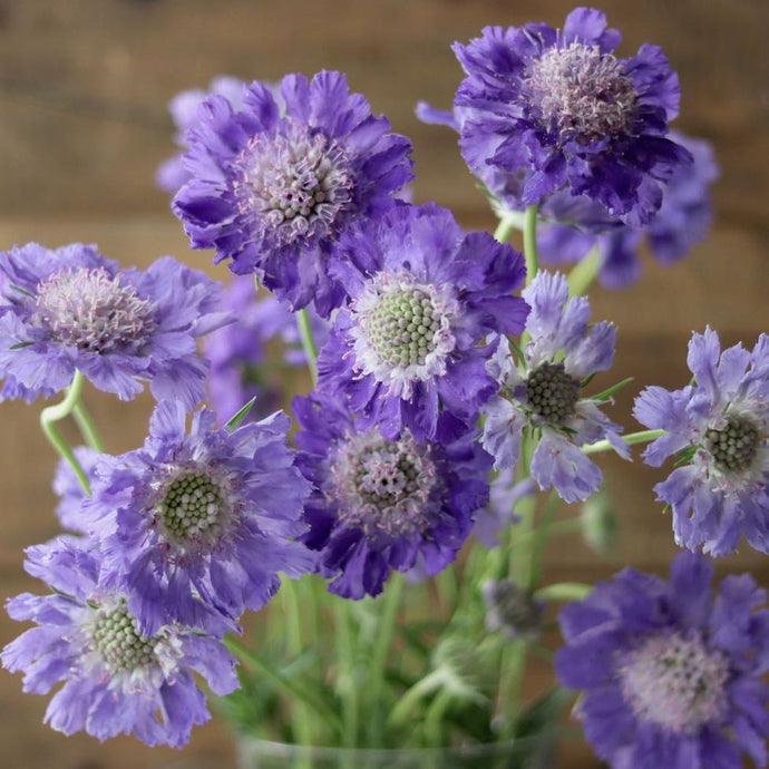 Perennial Pincushion Flower 'Perfecta Blue'