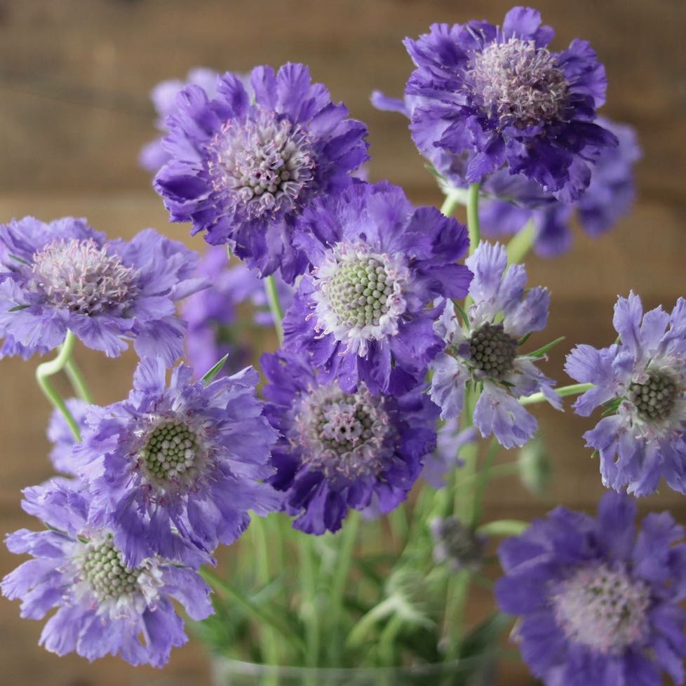 Perennial Pincushion Flower 'Perfecta Blue' – ANTONIO VALENTE FLOWERS