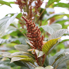 Load image into Gallery viewer, Amaranthus &#39;Hot Biscuits&#39;