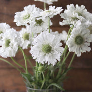 Perennial Pincushion Flower 'Perfecta White'