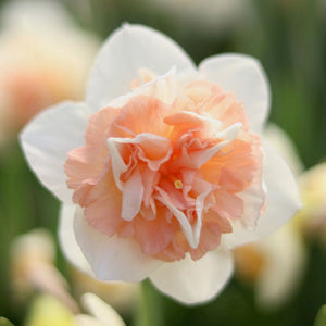 Narcissus 'Flower Surprise'