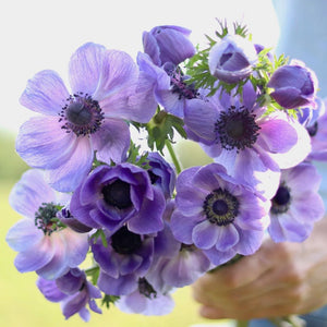 Anemone ‘Blue’