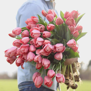 Tulip ‘Mystic Van Eijk’