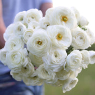 Italian Ranunculus 'Bianco'
