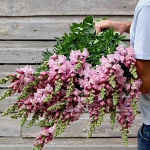 Snapdragon 'Lavender'