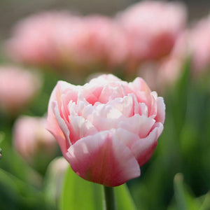 Tulip 'Dreamer'