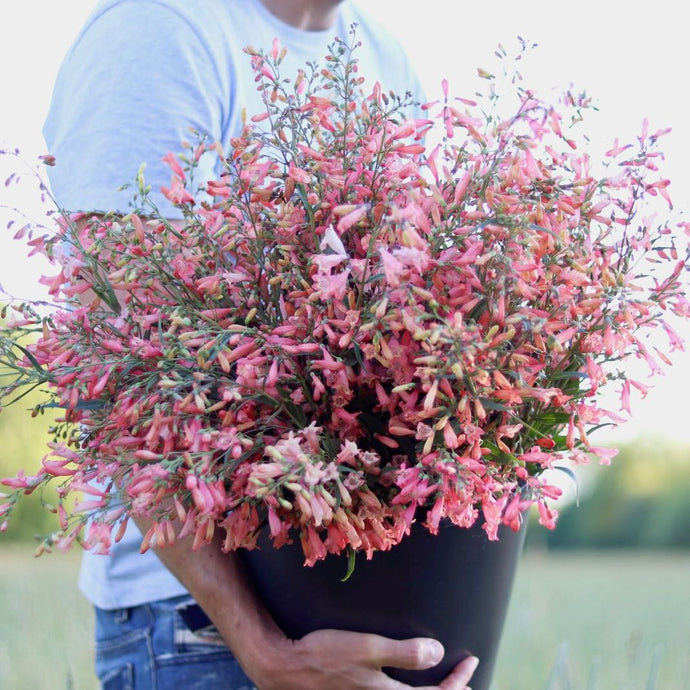 Penstemon 'Twizzle Coral'