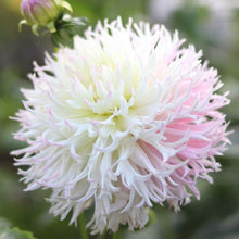 Load image into Gallery viewer, Dahlia &#39;Nadia Ruth&#39;