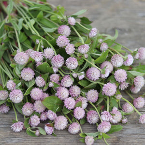 Globe Amaranth 'Pink'