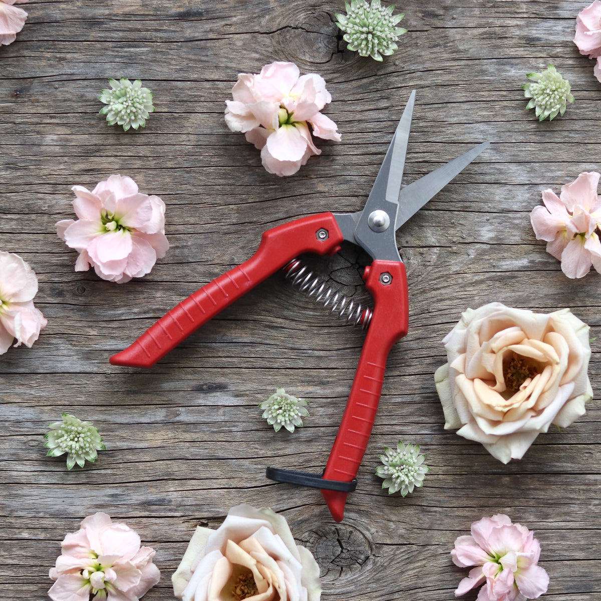 Flower Snips – ANTONIO VALENTE FLOWERS