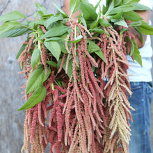 Load image into Gallery viewer, Amaranthus &#39;Coral Fountain&#39;