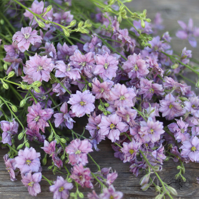 Larkspur 'Misty Lavender'