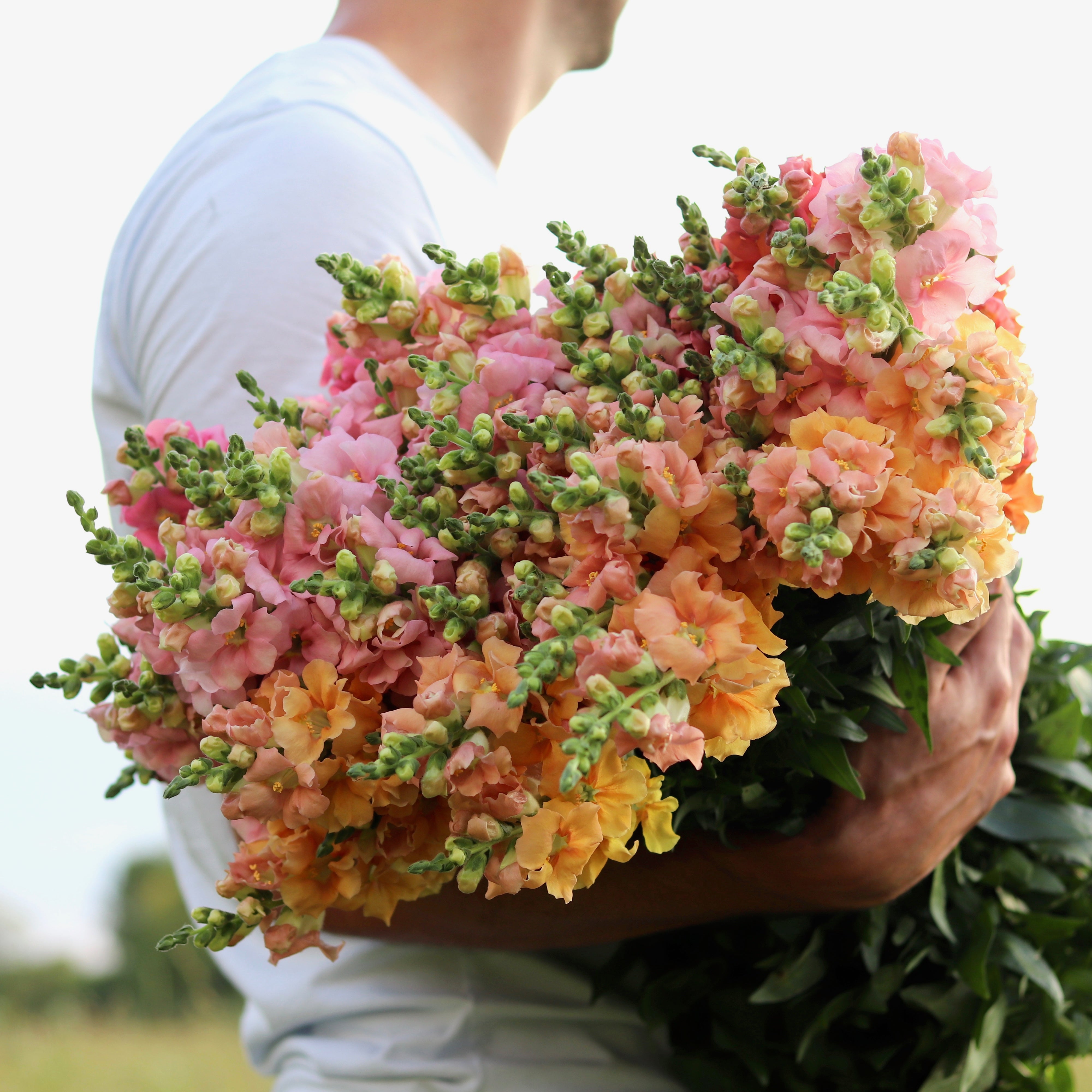 Snapdragon 'Chantilly Italian Ice Mix' – ANTONIO VALENTE FLOWERS