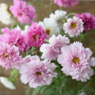 Cosmos 'Double Click Bicolour Pink'