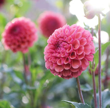Load image into Gallery viewer, dahlia