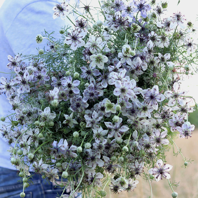 Love-in-a-Mist 'Delft Blue'