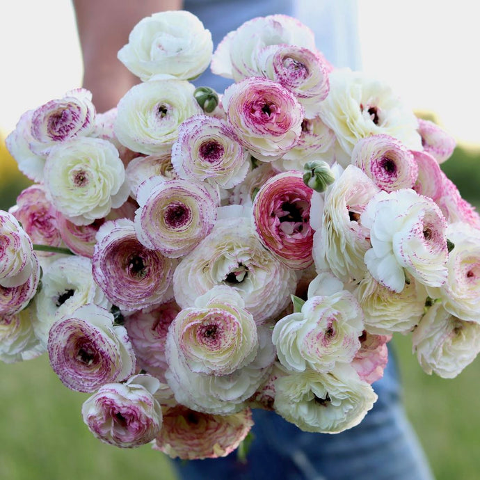 ITALIAN RANUNCULUS – ANTONIO VALENTE FLOWERS