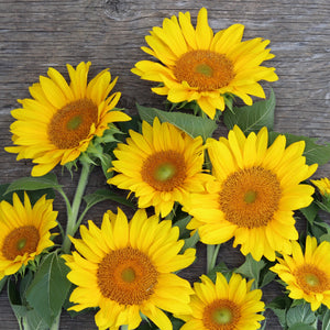 Sunflower 'Pro Cut Gold'