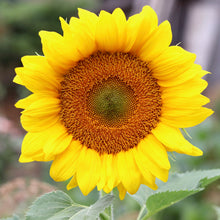 Load image into Gallery viewer, Sunflower &#39;Pro Cut Gold&#39;