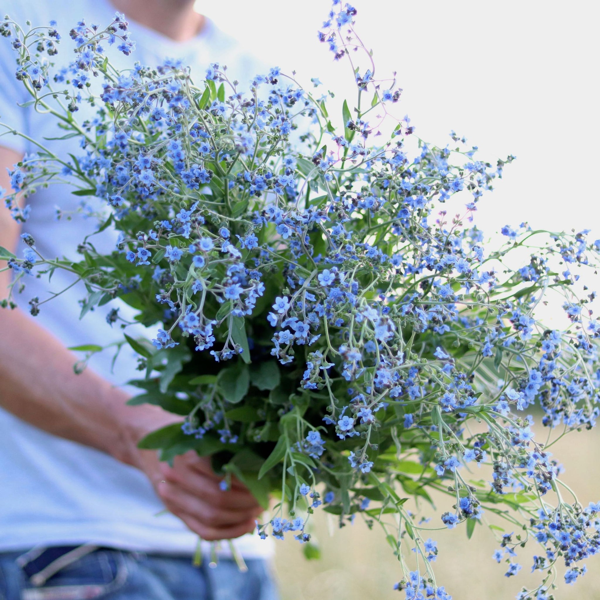 Chinese Forget Me Nots Blue Showers