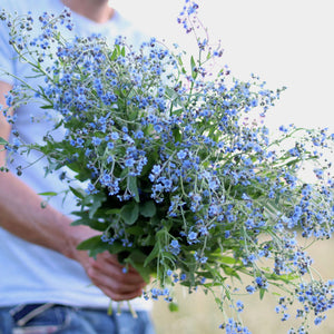 Chinese Forget-Me-Nots 'Blue Showers'
