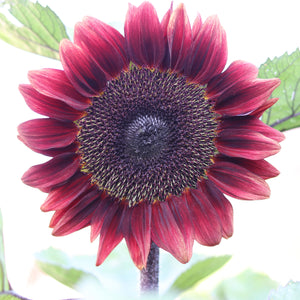 Sunflower 'Pro Cut Red'