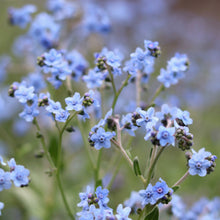 Load image into Gallery viewer, Chinese Forget-Me-Nots &#39;Blue Showers&#39;