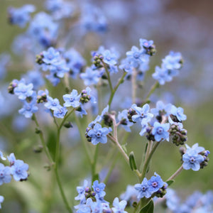 Chinese Forget-Me-Nots 'Blue Showers'