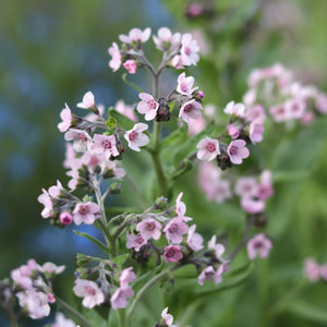 Chinese Forget-Me-Nots 'Mystery Rose'