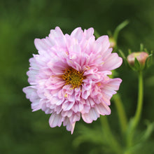 Load image into Gallery viewer, Cosmos &#39;Double Click Bicolour Pink&#39;