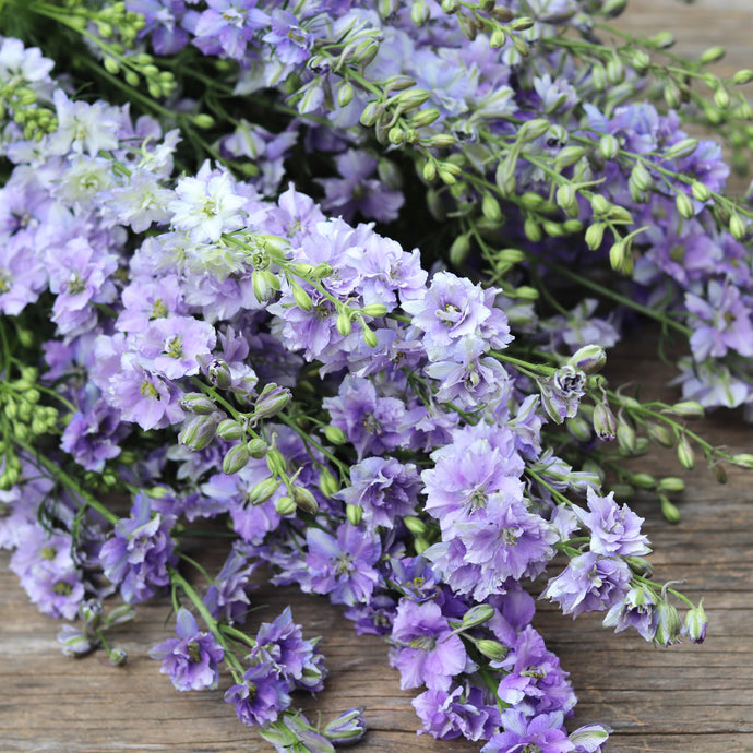 Larkspur 'Light Blue'