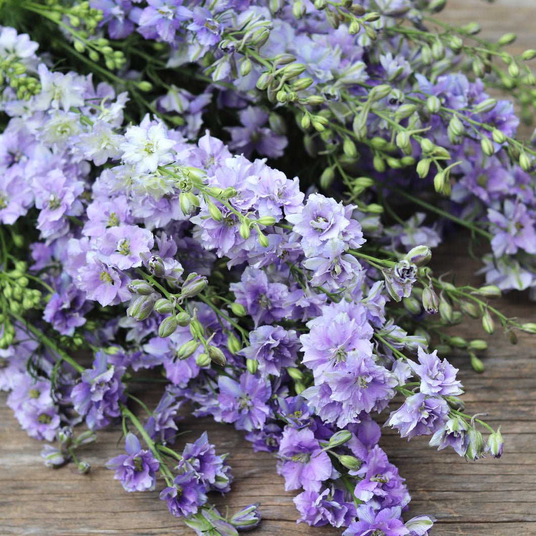 Larkspur 'Light Blue'