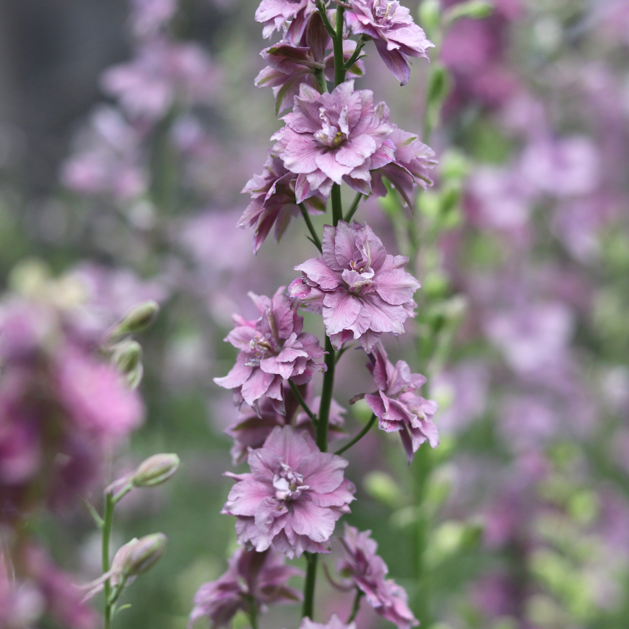 larkspur misty lavender seeds Larkspur 'Misty Lavender' – ANTONIO VALENTE FLOWERS