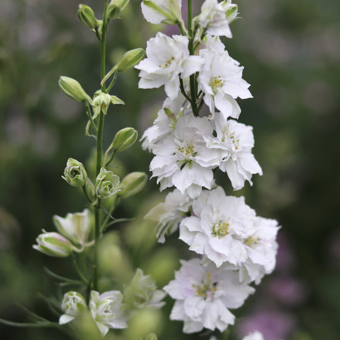 Larkspur 'Smokey Eyes'