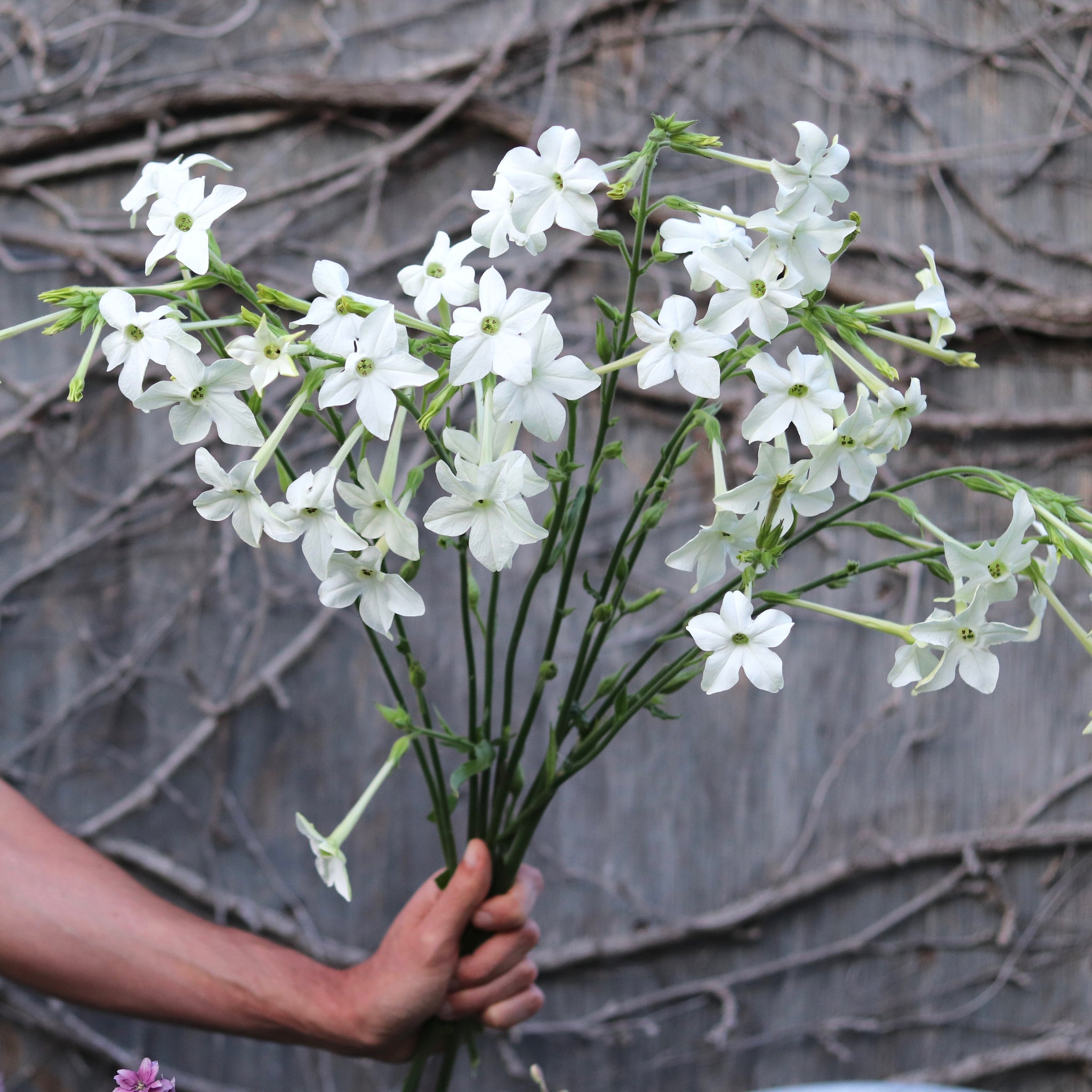 grandiflora tobacco plant Flowering Tobacco 'Grandiflora' – ANTONIO VALENTE FLOWERS grandiflora tobacco plant Flowering Tobacco 'Grandiflora' – ANTONIO VALENTE FLOWERS