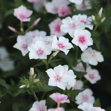 Load image into Gallery viewer, Phlox &#39;Blushing Bride&#39;