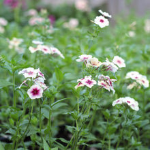 Load image into Gallery viewer, Phlox &#39;Cherry Caramel&#39;