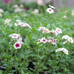 Phlox 'Cherry Caramel'