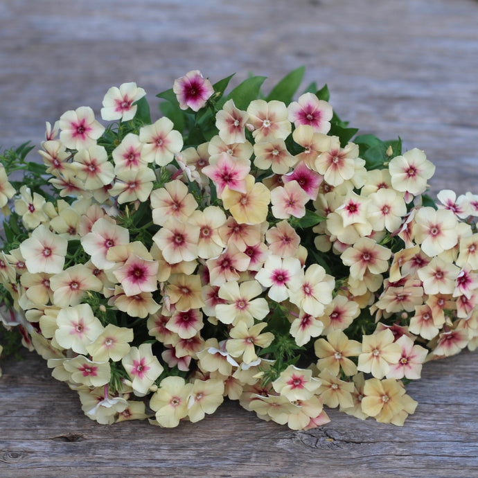 Phlox 'Cherry Caramel'