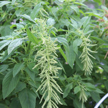 Load image into Gallery viewer, Amaranthus &#39;Green Cascade&#39;