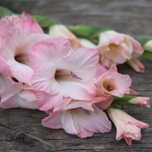 Load image into Gallery viewer, Gladiolus &#39;Socrates&#39;