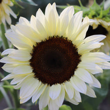 Load image into Gallery viewer, Sunflower &#39;Pro Cut White Nite&#39;