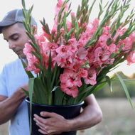 Gladiolus 'Captiva'