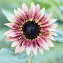Load image into Gallery viewer, Sunflower &#39;Ruby Eclipse&#39;